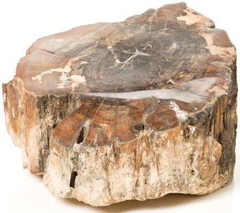 Petrified Wood Mineral