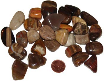 Petrified Wood Stone