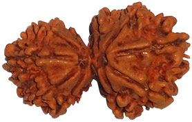 Garbh Gauri Rudraksha