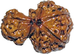 Savar Rudraksha