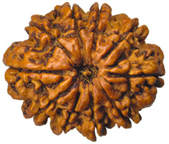 Ten Mukhi Rudraksha