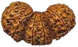 Trijuti Rudraksha