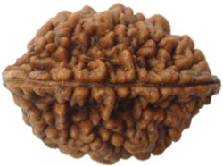Two Mukhi Rudraksha